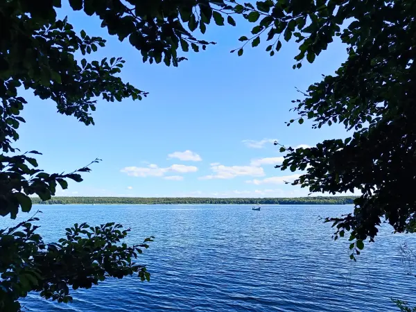 202508260-28 - Plauer See an der Insel Werder bei Alt Schwerin, Mecklenburgische Seenplatte, Mecklenburg-Vorpommern, Deutschland