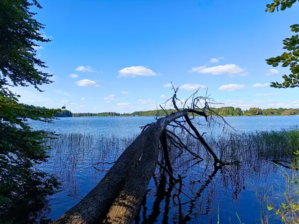 202508260-29 - Plauer See an der Insel Werder bei Alt Schwerin, Mecklenburgische Seenplatte, Mecklenburg-Vorpommern, Deutschland