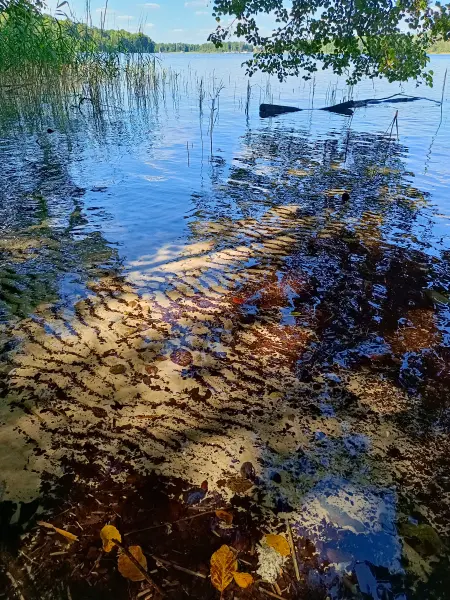 202508260-30 - Plauer See an der Insel Werder bei Alt Schwerin, Mecklenburgische Seenplatte, Mecklenburg-Vorpommern, Deutschland