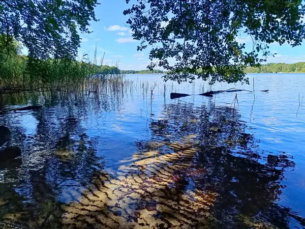 202508260-31 - Plauer See an der Insel Werder bei Alt Schwerin, Mecklenburgische Seenplatte, Mecklenburg-Vorpommern, Deutschland