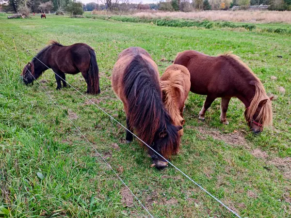 202311040-41 - Ponies an der Radduscher Buschmühle bei Raddusch, Spreewald, Brandenburg, Deutschland