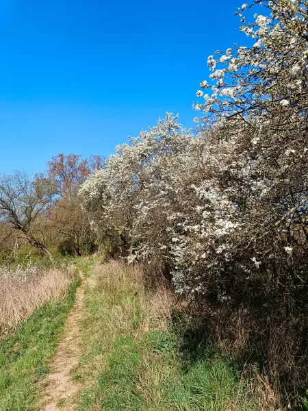 202604150-02 - Priesterschlucht bei Podelzig, Seenland Oder-Spree, Brandenburg, Deutschland