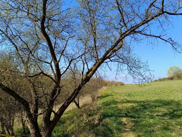 202604150-10 - Priesterschlucht bei Podelzig, Seenland Oder-Spree, Brandenburg, Deutschland