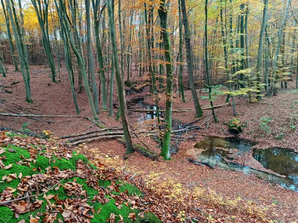 202511050-02 - Radebachtal bei Blankenberg, Mecklenburgische Seenplatte, Mecklenburg-Vorpommern, Deutschland