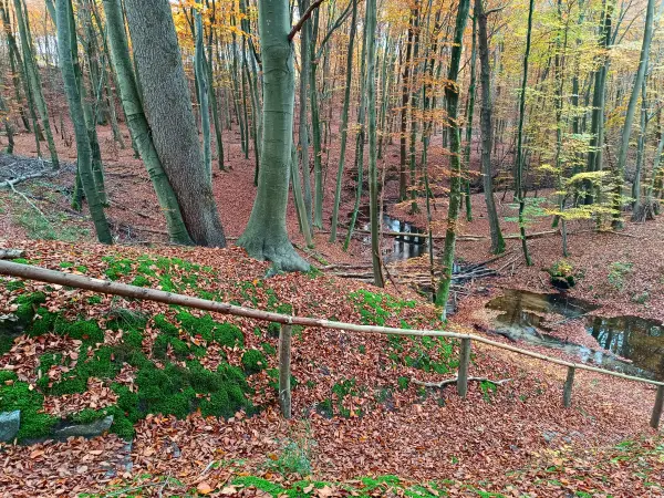 202511050-04 - Radebachtal bei Blankenberg, Mecklenburgische Seenplatte, Mecklenburg-Vorpommern, Deutschland