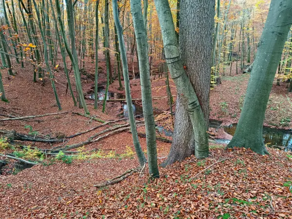 202511050-06 - Radebachtal bei Blankenberg, Mecklenburgische Seenplatte, Mecklenburg-Vorpommern, Deutschland
