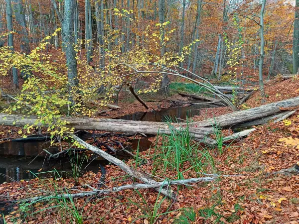 202511050-42 - Radebachtal bei Blankenberg, Mecklenburgische Seenplatte, Mecklenburg-Vorpommern, Deutschland