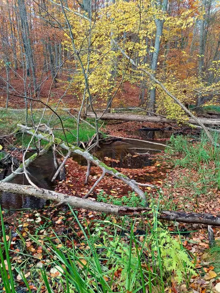 202511050-43 - Radebachtal bei Blankenberg, Mecklenburgische Seenplatte, Mecklenburg-Vorpommern, Deutschland