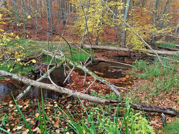 202511050-44 - Radebachtal bei Blankenberg, Mecklenburgische Seenplatte, Mecklenburg-Vorpommern, Deutschland