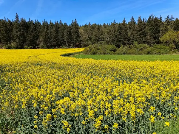 202604240-12 - Rapsfeld bei Eschweiler, Eifel, Nordrhein-Westfalen, Deutschland