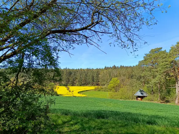202604240-13 - Rapsfeld bei Eschweiler, Eifel, Nordrhein-Westfalen, Deutschland