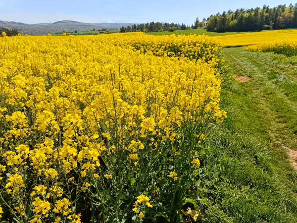 202604240-09 - Rapsfeld bei Iversheim, Eifel, Nordrhein-Westfalen, Deutschland