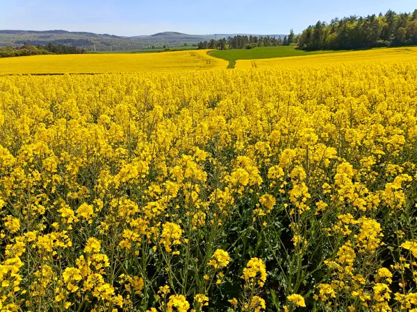 202604240-10 - Rapsfeld bei Iversheim, Eifel, Nordrhein-Westfalen, Deutschland