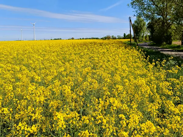 202505030-28 - Rapsfeld bei Markee, Havelland, Brandenburg, Deutschland