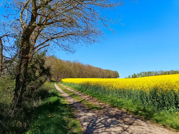 202604220-35 - Rapsfeld bei Vussem, Eifel, Nordrhein-Westfalen, Deutschland