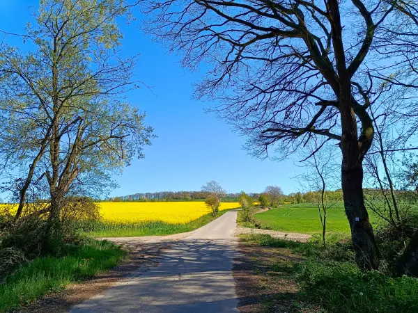 202604220-36 - Rapsfeld bei Vussem, Eifel, Nordrhein-Westfalen, Deutschland
