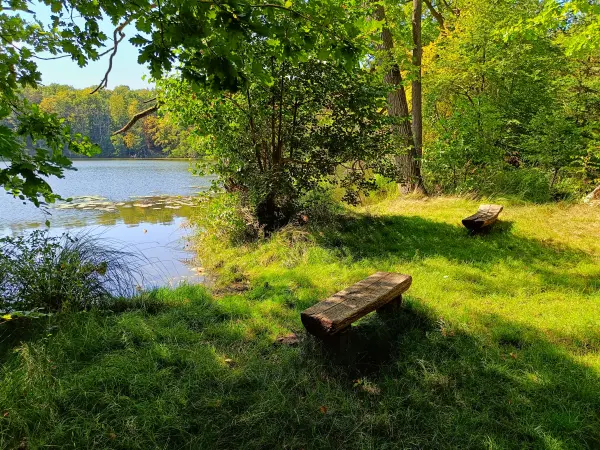 202508110-08 - Rastplatz am Böbereckensee bei Rheinsberg, Ruppiner Seenland, Brandenburg, Deutschland