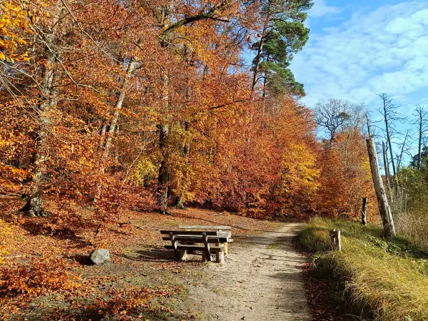 202511040-08 - Rastplatz im Müritz-Nationalpark bei Serrahn, Mecklenburgische Seenplatte, Mecklenburg-Vorpommern, Deutschland