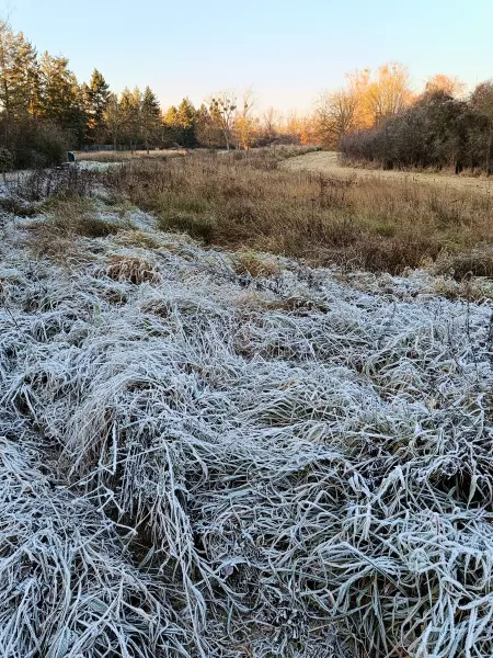 202511220-24 - Raureif in Marienfelde, Berlin, Deutschland