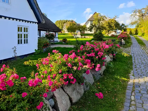 202310160-34 - Reetgedeckte Häuser in Neuendorf, Rügen, Mecklenburg-Vorpommern, Deutschland
