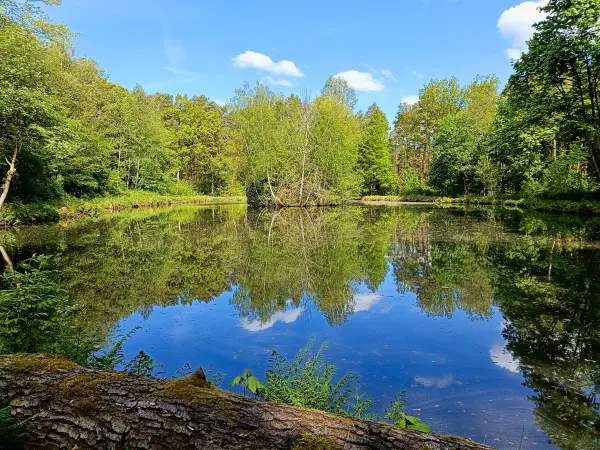 202505080-08 - Reichhelms-Teich bei Treuenbrietzen, Fläming, Brandenburg, Deutschland
