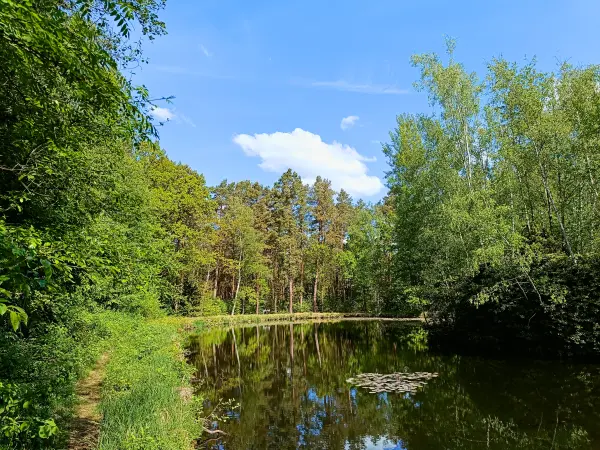 202505080-09 - Reichhelms-Teich bei Treuenbrietzen, Fläming, Brandenburg, Deutschland