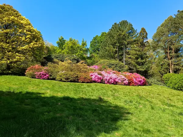 202604280-11 - Rhododendren im Rombergpark in Dortmund, Ruhrgebiet, Nordrhein-Westfalen, Deutschland