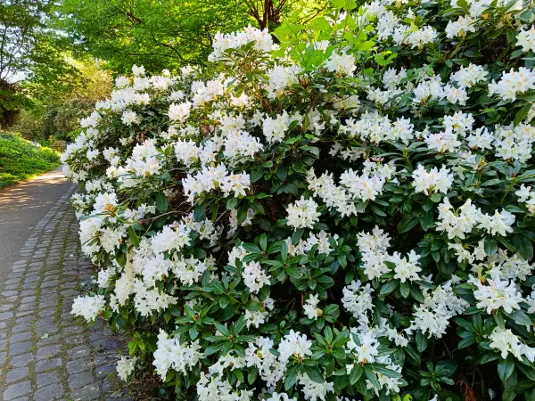 202604231-02 - Rhododendron im Botanischen Garten in Neuss, Niederrhein, Nordrhein-Westfalen, Deutschland