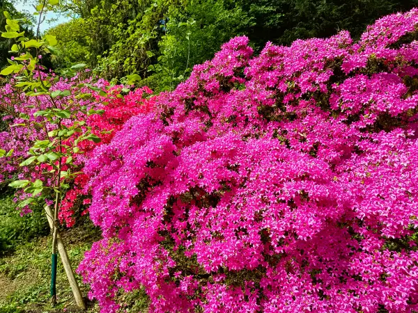 202604280-06 - Rhododendron im Rombergpark in Dortmund, Ruhrgebiet, Nordrhein-Westfalen, Deutschland