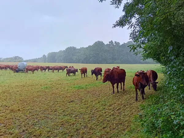 202508230-23 - Rinderweide an den Rauener Bergen, Seenland Oder-Spree, Brandenburg, Deutschland