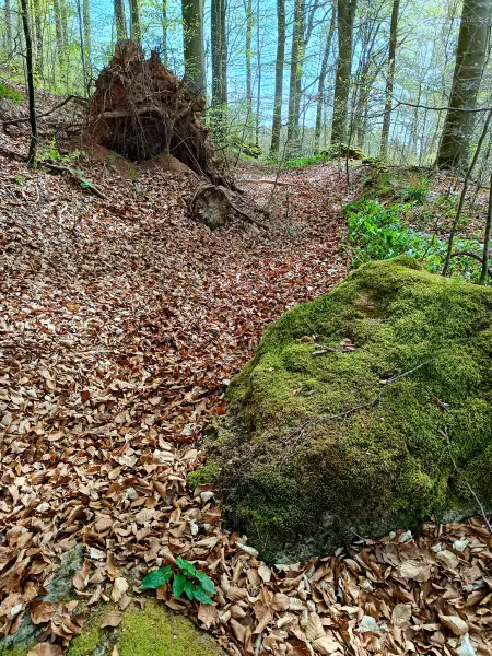 202604270-20 - Römerstraße im Wald bei Nettersheim, Eifel, Nordrhein-Westfalen, Deutschland