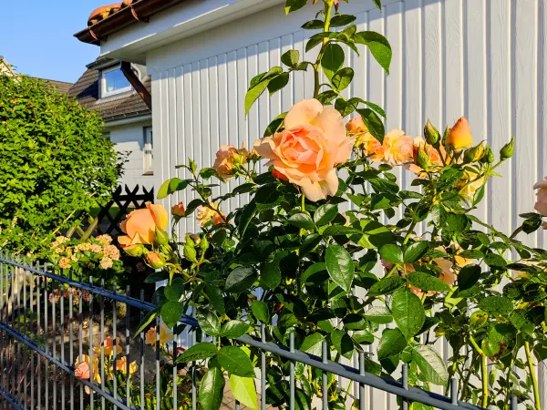202309240-01 - Rosen in Henstedt-Ulzburg, Schleswig-Holstein, Deutschland