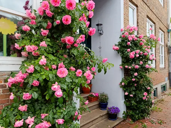 202406040-49 - Rosenblüte in Uetersen, Unterelbe, Schleswig-Holstein, Deutschland