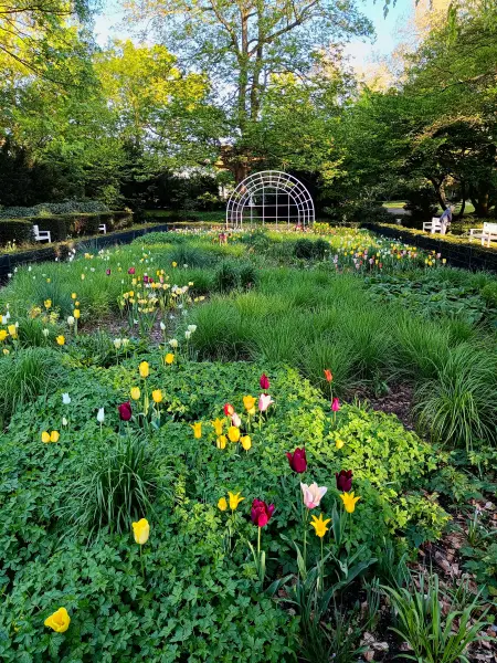 202604231-34 - Rosengarten in Neuss, Niederrhein, Nordrhein-Westfalen, Deutschland