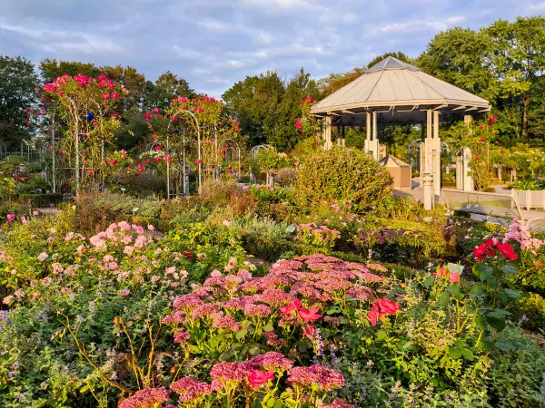 202309220-28 - Rosengarten in Planten un Blomen, Hamburg, Deutschland