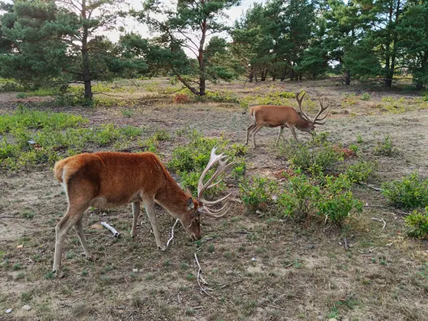 202608110-20 - Rothirsch in der Schönower Heide bei Bernau, Barnimer Land, Brandenburg, Deutschland