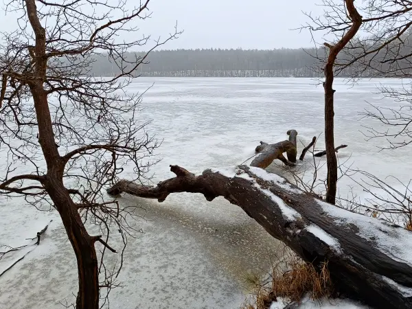 202602070-05 - Sacrower See im Winter, Potsdam, Brandenburg, Deutschland