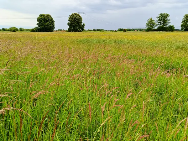 202505170-37 - Salzwiesen bei Storkow, Seenland Oder-Spree, Brandenburg, Deutschland