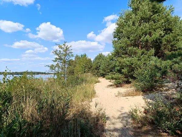 202408260-31 - Sandhänge am Bergwitzsee, Anhalt-Dessau-Wittenberg, Sachsen-Anhalt, Deutschland