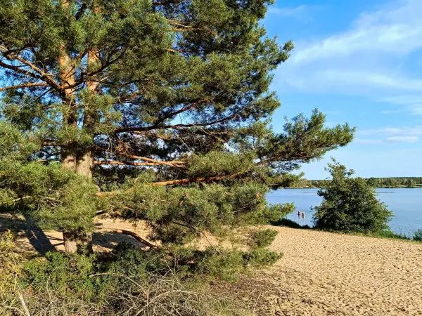 202408260-39 - Sandstrand am Bergwitzsee, Anhalt-Dessau-Wittenberg, Sachsen-Anhalt, Deutschland