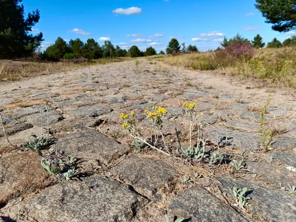 202508180-04 - Sandstrohblume im Wildnisgebiet Jüterbog bei Luckenwalde, Fläming, Brandenburg, Deutschland