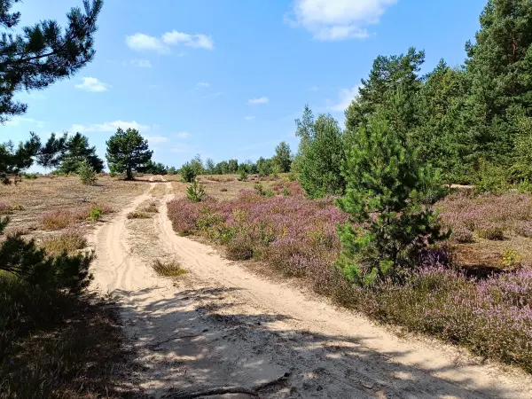 202508160-14 - Sandweg und Heideflächen in der Kleinen Schorfheide, Uckermark, Brandenburg, Deutschland