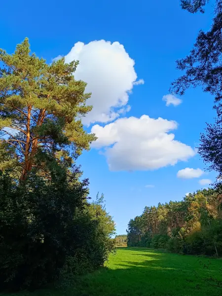 202510030-22 - Saumwegwiesen bei Hohen Neuendorf, Barnimer Land, Brandenburg, Deutschland