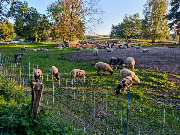 202309241-21 - Schafe in der Boberger Niederung, Hamburg, Deutschland