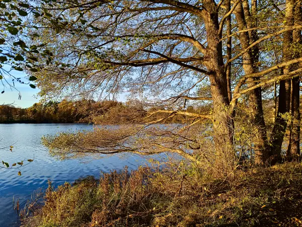 202511040-25 - Schlesersee bei Carpin, Mecklenburgische Seenplatte, Mecklenburg-Vorpommern, Deutschland