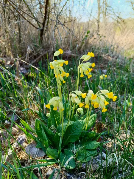 202604150-12 - Schlüsselblume in der Priesterschlucht bei Podelzig, Seenland Oder-Spree, Brandenburg, Deutschland