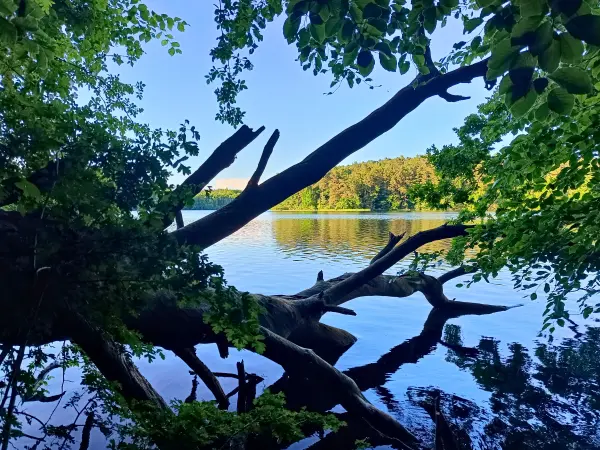 202606090-42 - Schmaler Luzin bei Carwitz, Mecklenburgische Seenplatte, Mecklenburg-Vorpommern, Deutschland