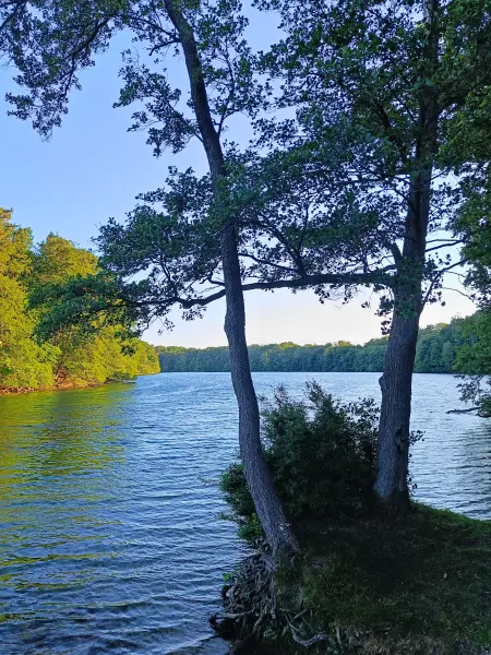 202606090-45 - Schmaler Luzin bei Feldberg, Mecklenburgische Seenplatte, Mecklenburg-Vorpommern, Deutschland