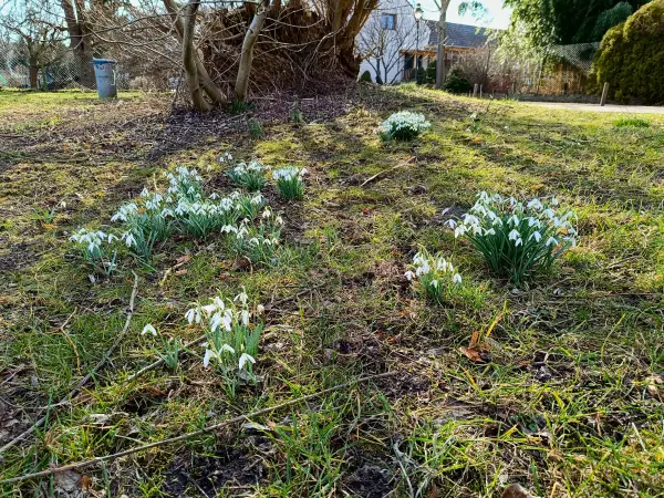 202603020-21 - Schneeglöckchen in Phöben, Havelland, Brandenburg, Deutschland