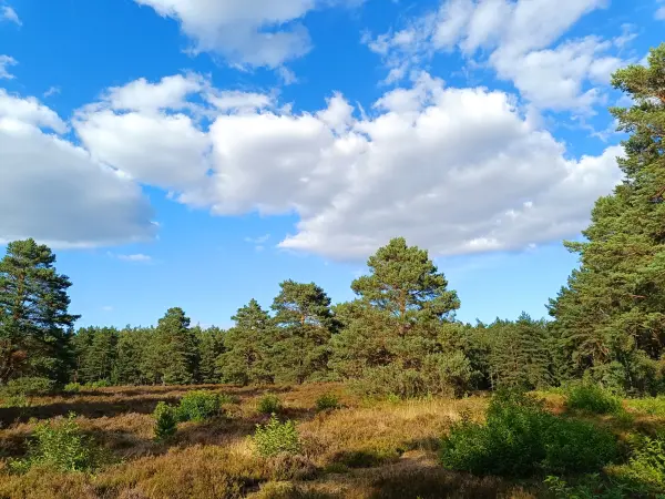 202608110-12 - Schönower Heide bei Bernau, Barnimer Land, Brandenburg, Deutschland